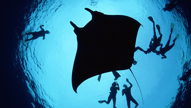 Manta Ray Snorkel Kona Hawaii