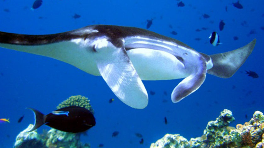 Contact Us Today to Book a Manta Ray Snorkel in Kona Hawaii