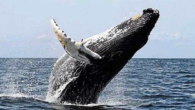 Whale-Watching-image-1