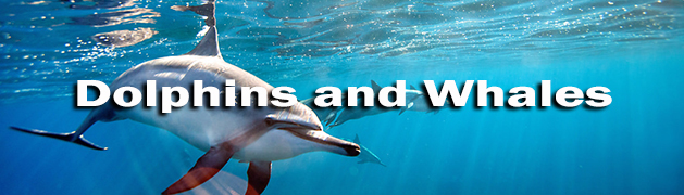 See Dolphins and Whales in Kona Hawaii.