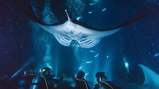 SCUBA Diving with Manta Rays in Kona