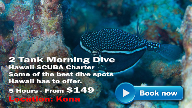 Kona Scuba Diving | Hawaii Adventure Tours