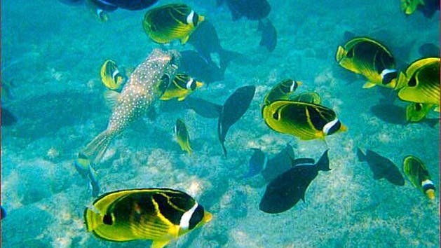 Glass Bottom Boat Tour Kona