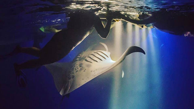 Manta Ray Snorkel Kona with Hawaii Adventure Tours