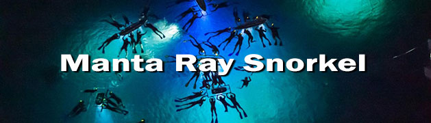 Night Snorkel with Manta Rays