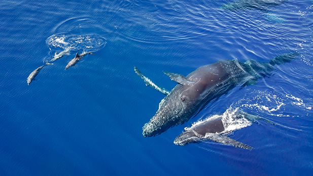 Dolphin Watching Hawaii