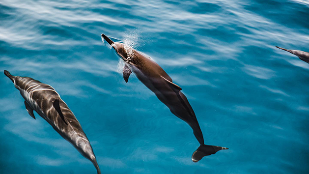 Dolphin Watching Hawaii