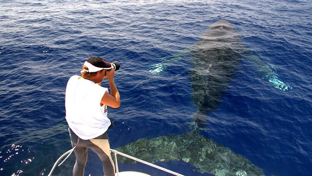 Hawaii Whale Watching Tours