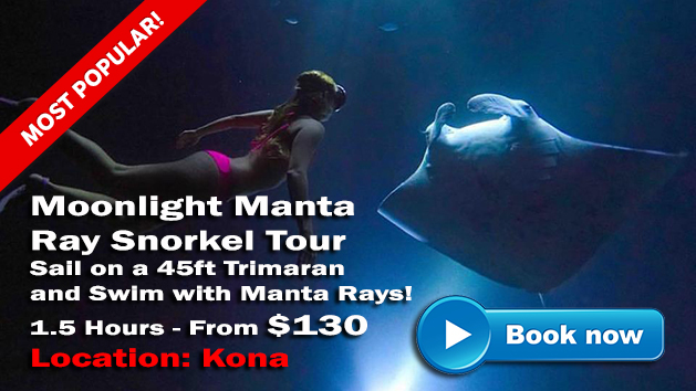 Moonlight Manta Ray Snorkel