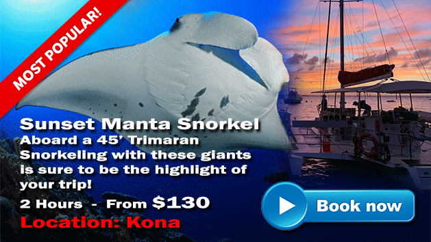 Sunset Manta Snorkel