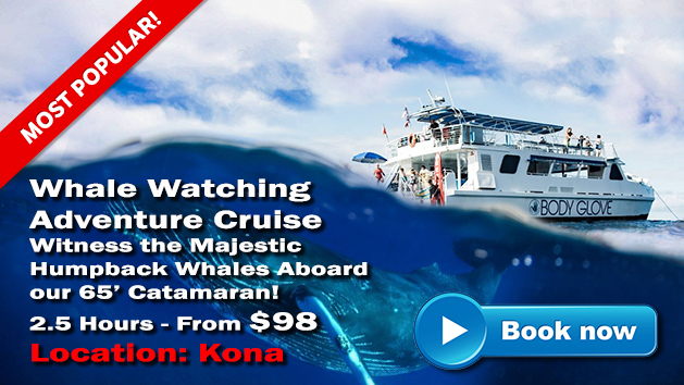Kona Whale Watching | Hawaii Adventure Tours