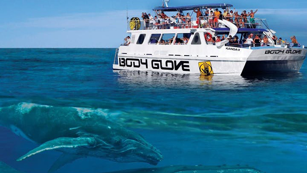 Dolphins and Whales Kona - Hawaii Adventure Tours