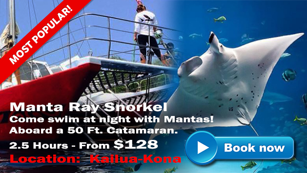 Manta ray Snorkel Kona Style