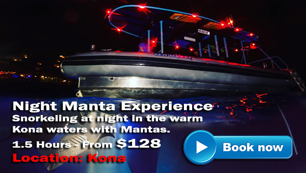 Night Manta Experience Sea Quest